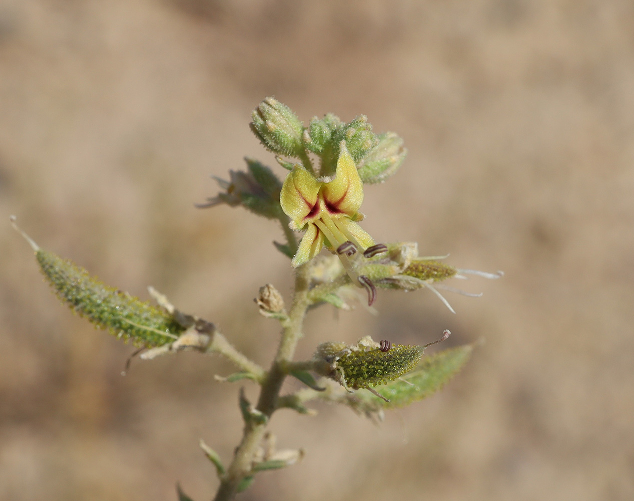 Image of Cleome fimbriata specimen.