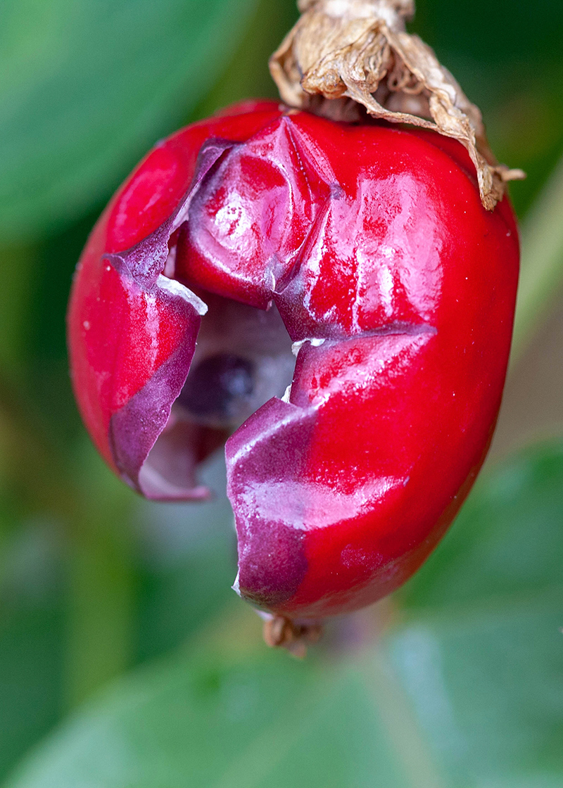 Изображение особи Passiflora foetida.