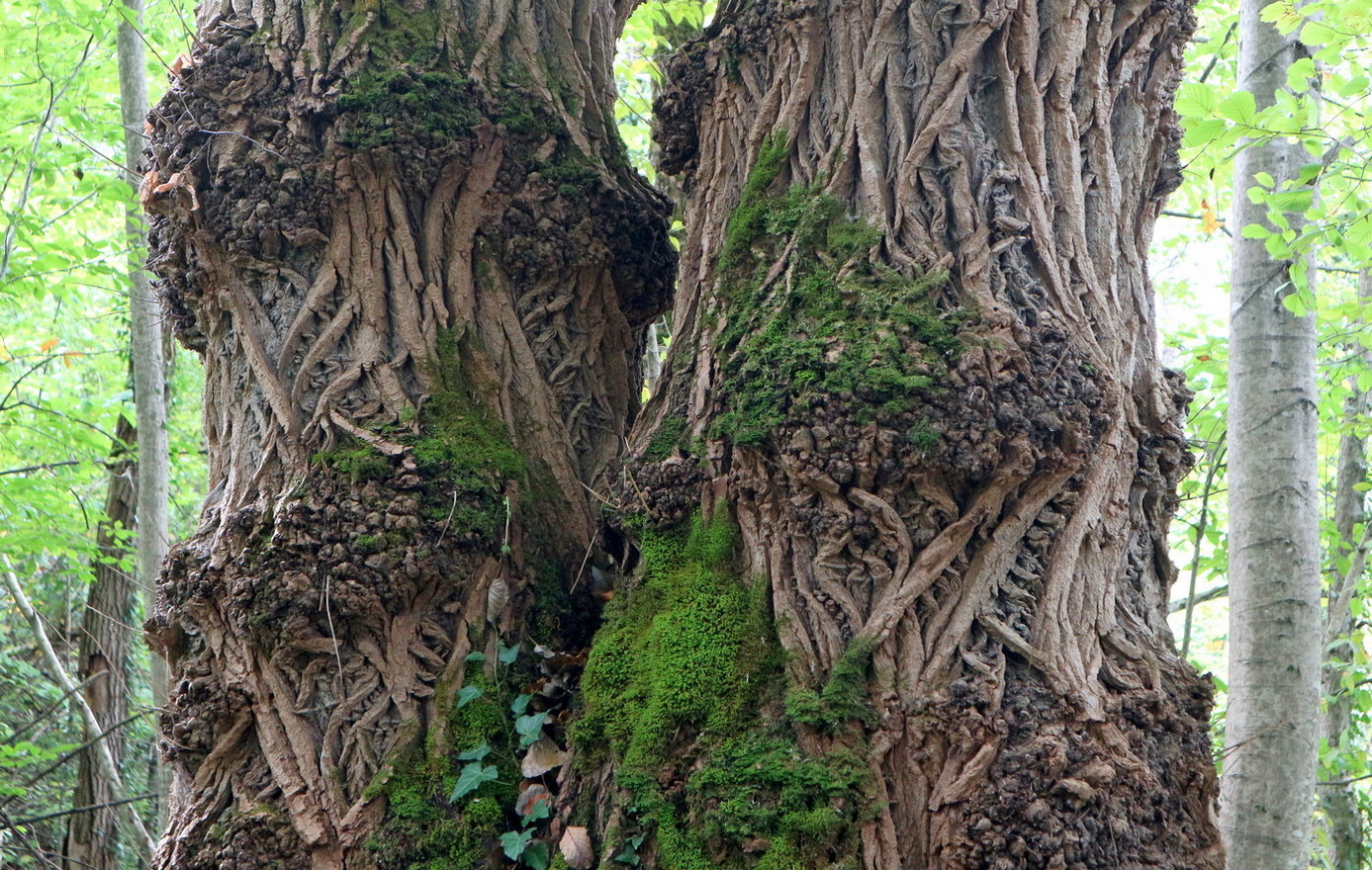 Image of Ulmus minor specimen.