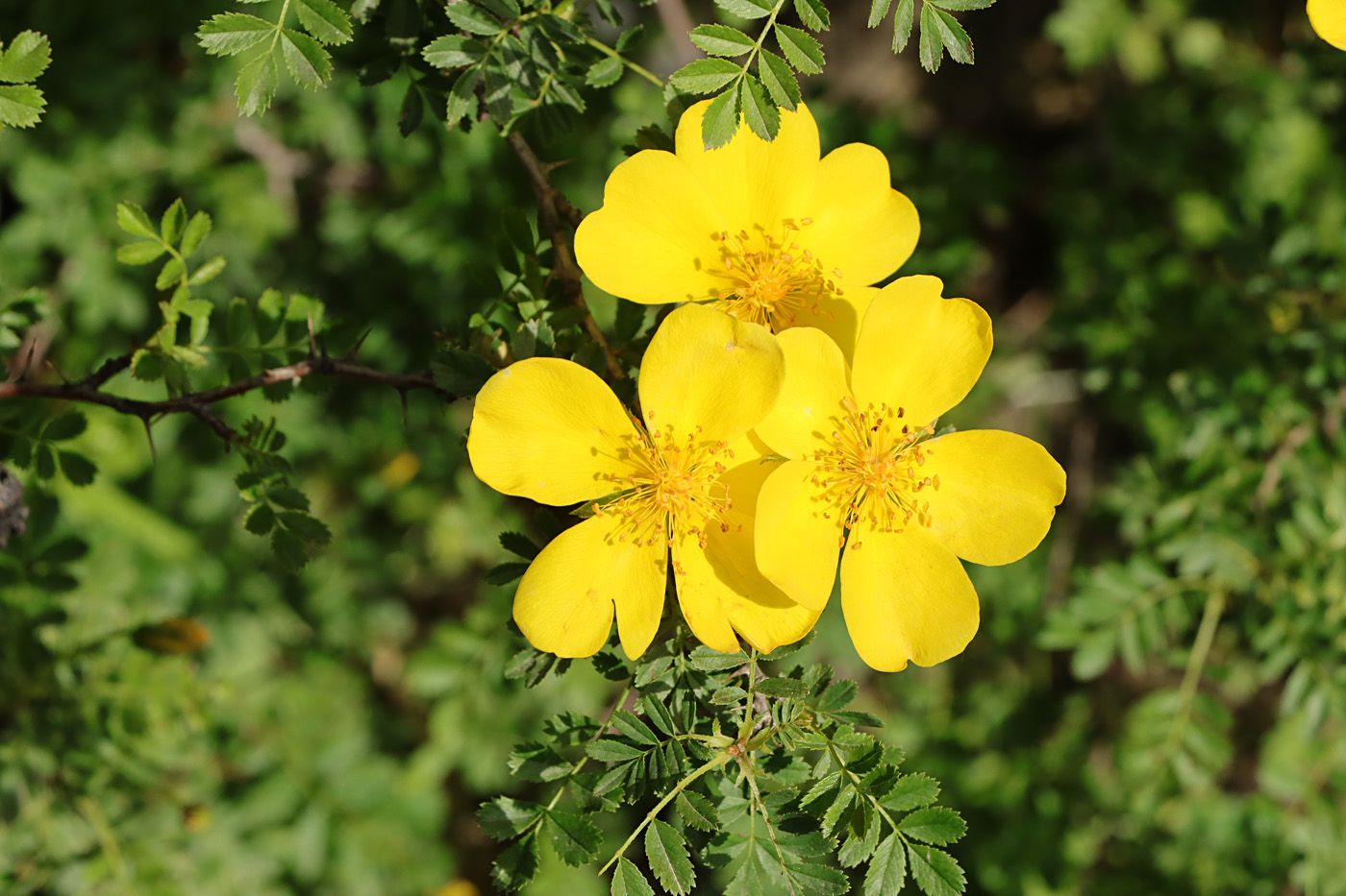 Image of Rosa kokanica specimen.