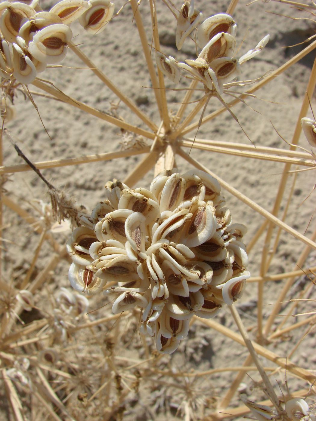 Image of Zosima absinthifolia specimen.