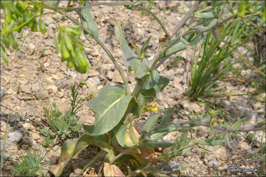 Изображение особи Isatis littoralis.