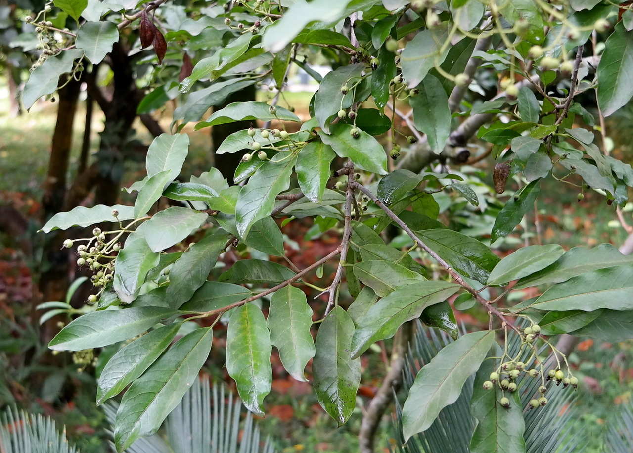 Image of familia Rosaceae specimen.