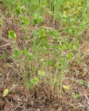 Trifolium striatum