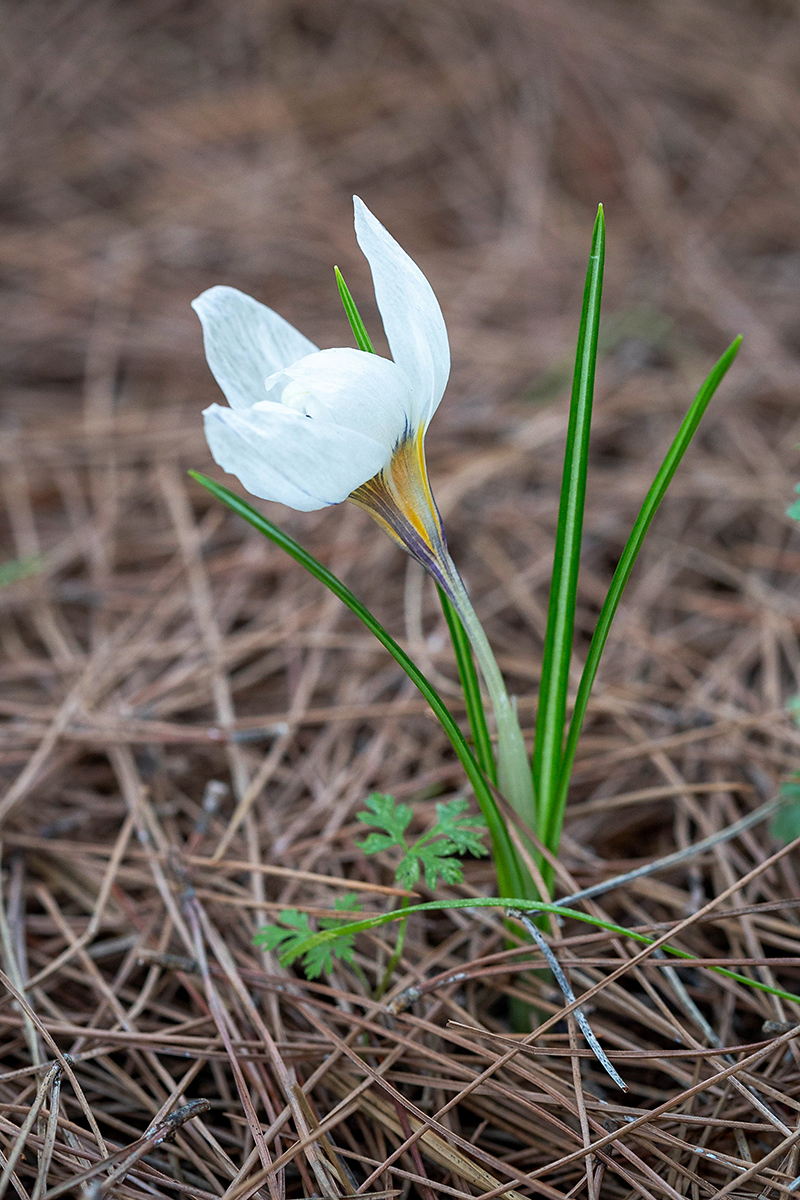 Image of Crocus hyemalis specimen.