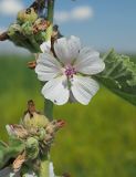 Althaea officinalis. Цветок и пазушное соплодие. Ульяновская обл., Мелекесский р-н, окр. сел. Приморское, берег старицы. 07.08.2022.