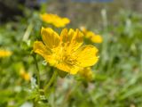 Potentilla ruprechtii. Цветок. Карачаево-Черкесия, Урупский р-н, Кавказский биосферный заповедник, Имеретинское ущелье, ≈ 2300 м н.у.м., склон над Верхним Имеретинским водопадом, альпийский луг. 28.07.2022.