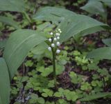 Convallaria majalis