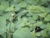 Lonicera caprifolium