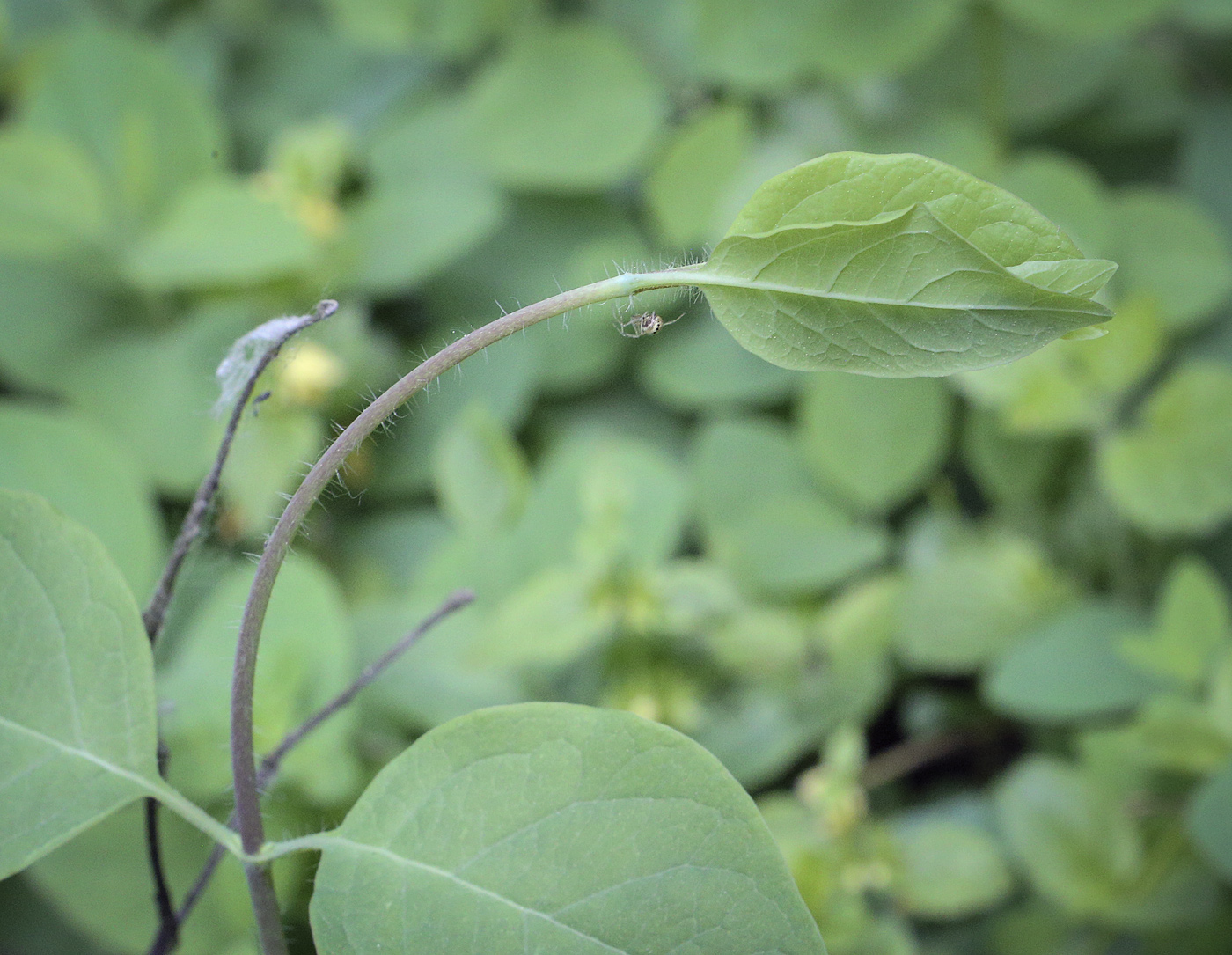 Изображение особи Lonicera caprifolium.