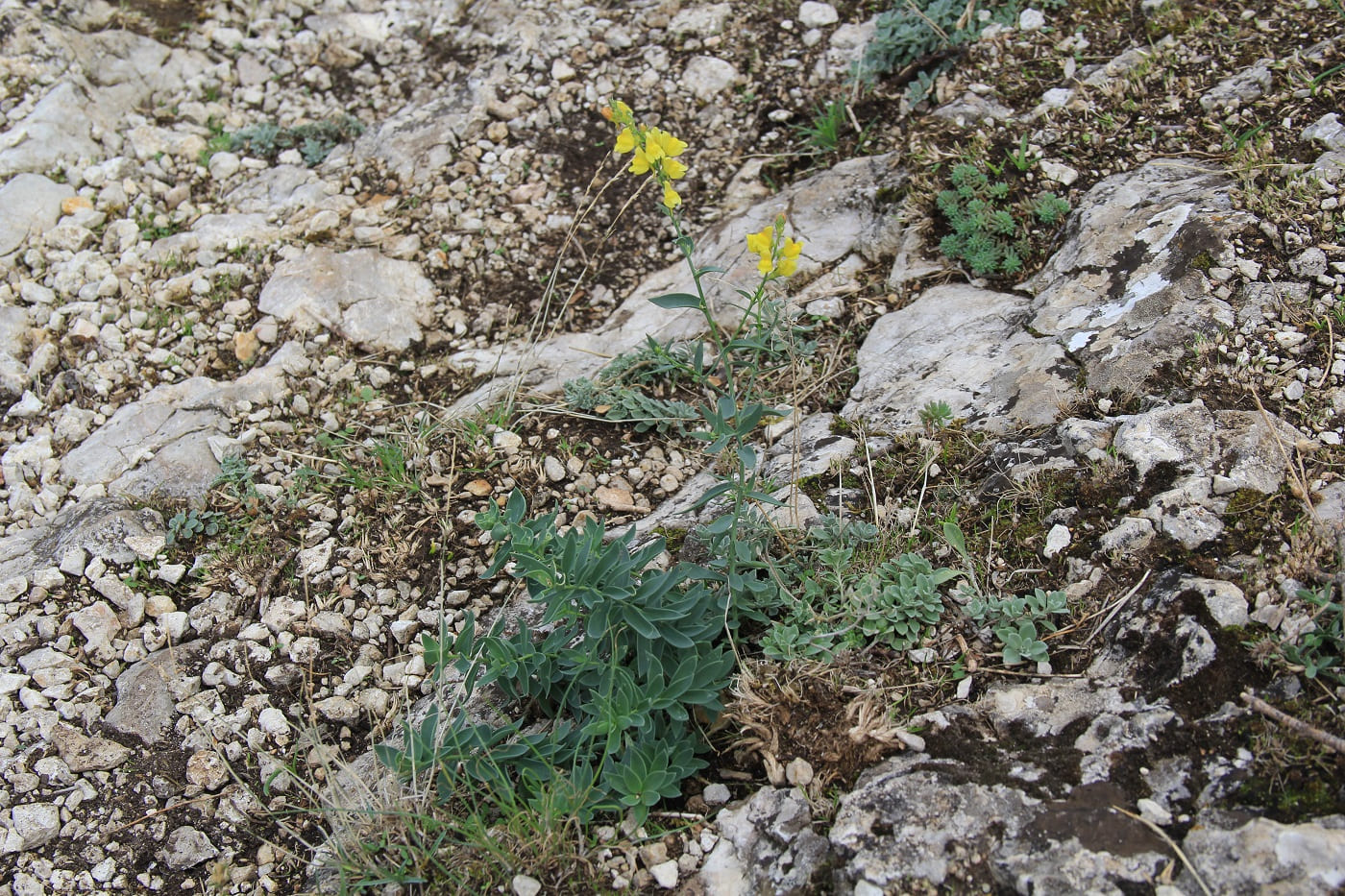 Image of Linaria genistifolia specimen.