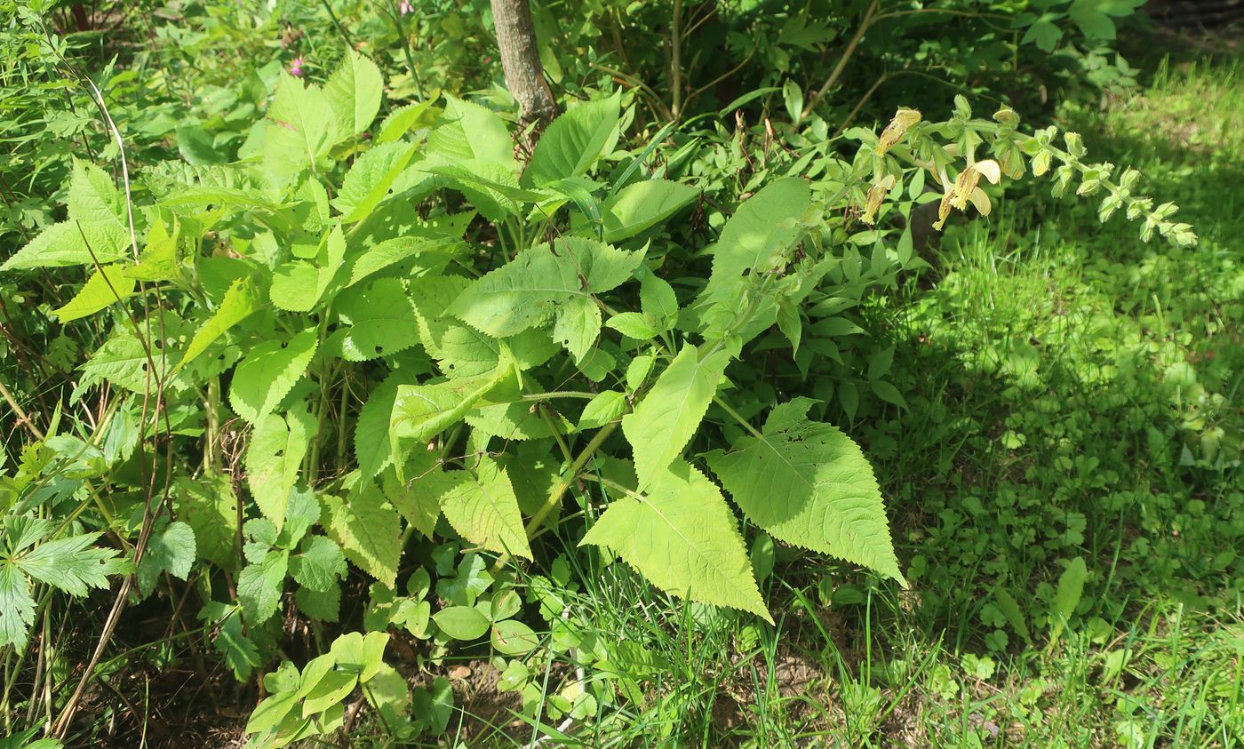 Image of Salvia glutinosa specimen.