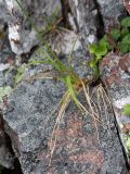 Carex atrata. Нижняя часть растения. Мурманская обл., окр. пос. Дальние Зеленцы. 03.08.2010.
