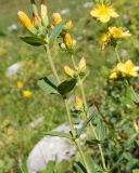 Hypericum linarioides