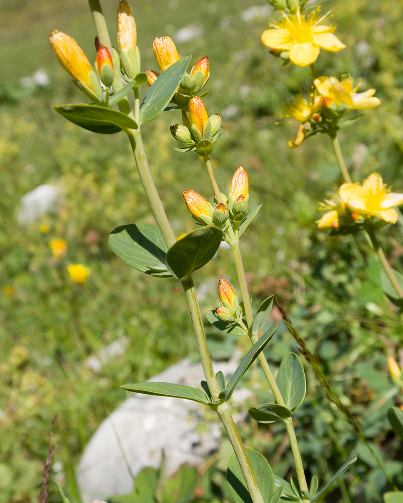 Image of Hypericum linarioides specimen.