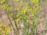 Euphorbia seguieriana. Верхушки побегов с соплодиями. Астраханская обл., Енотаевский р-н, окр. села Владимировка вблизи трассы \"Каспий\", злаковая степь. 02.06.2022.