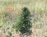 Cirsium vulgare