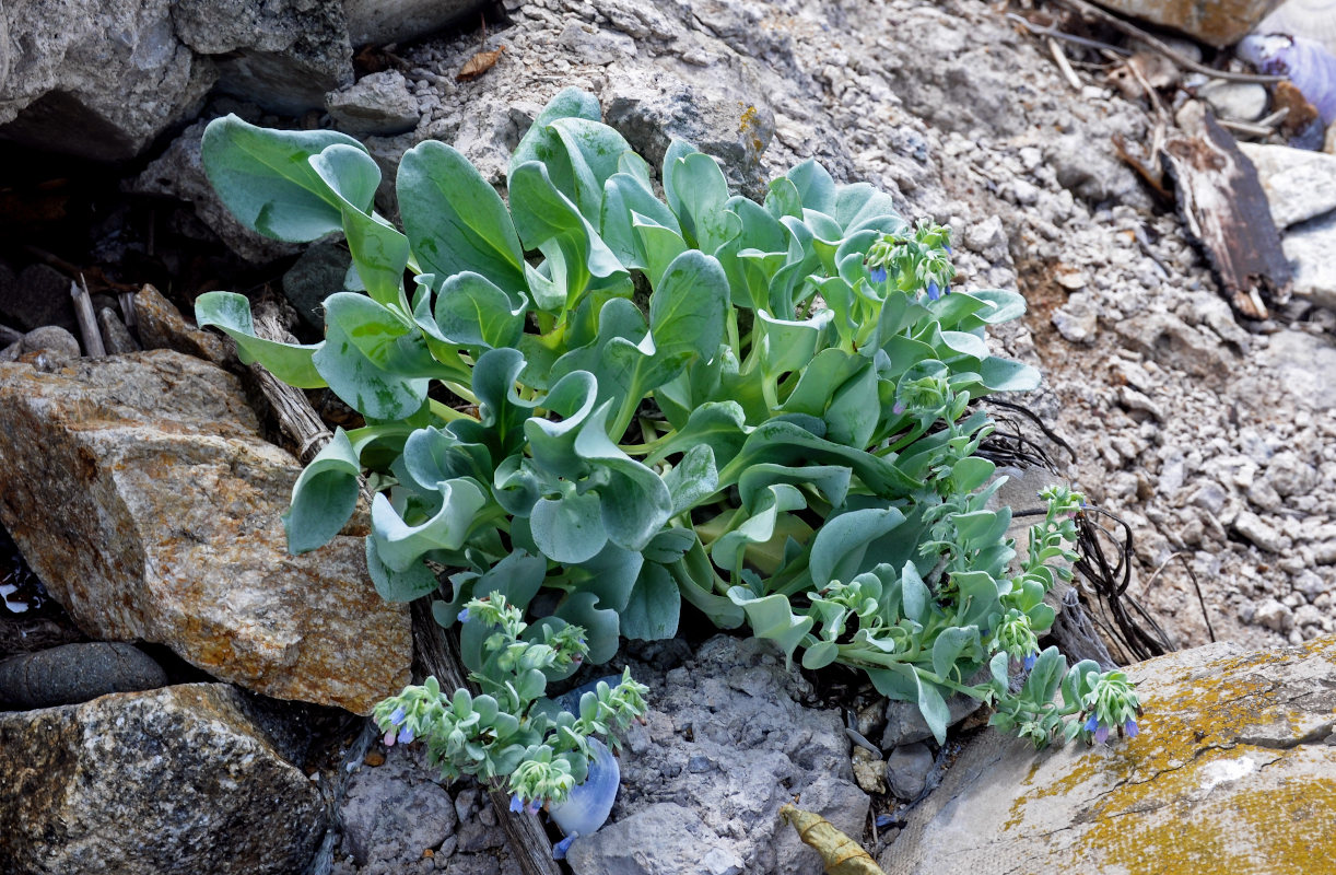 Изображение особи Mertensia maritima.