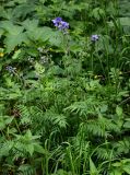 Polemonium caeruleum