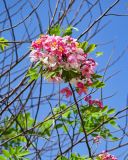 Cassia javanica