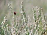 Aeluropus littoralis