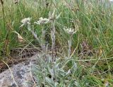 Leontopodium ochroleucum