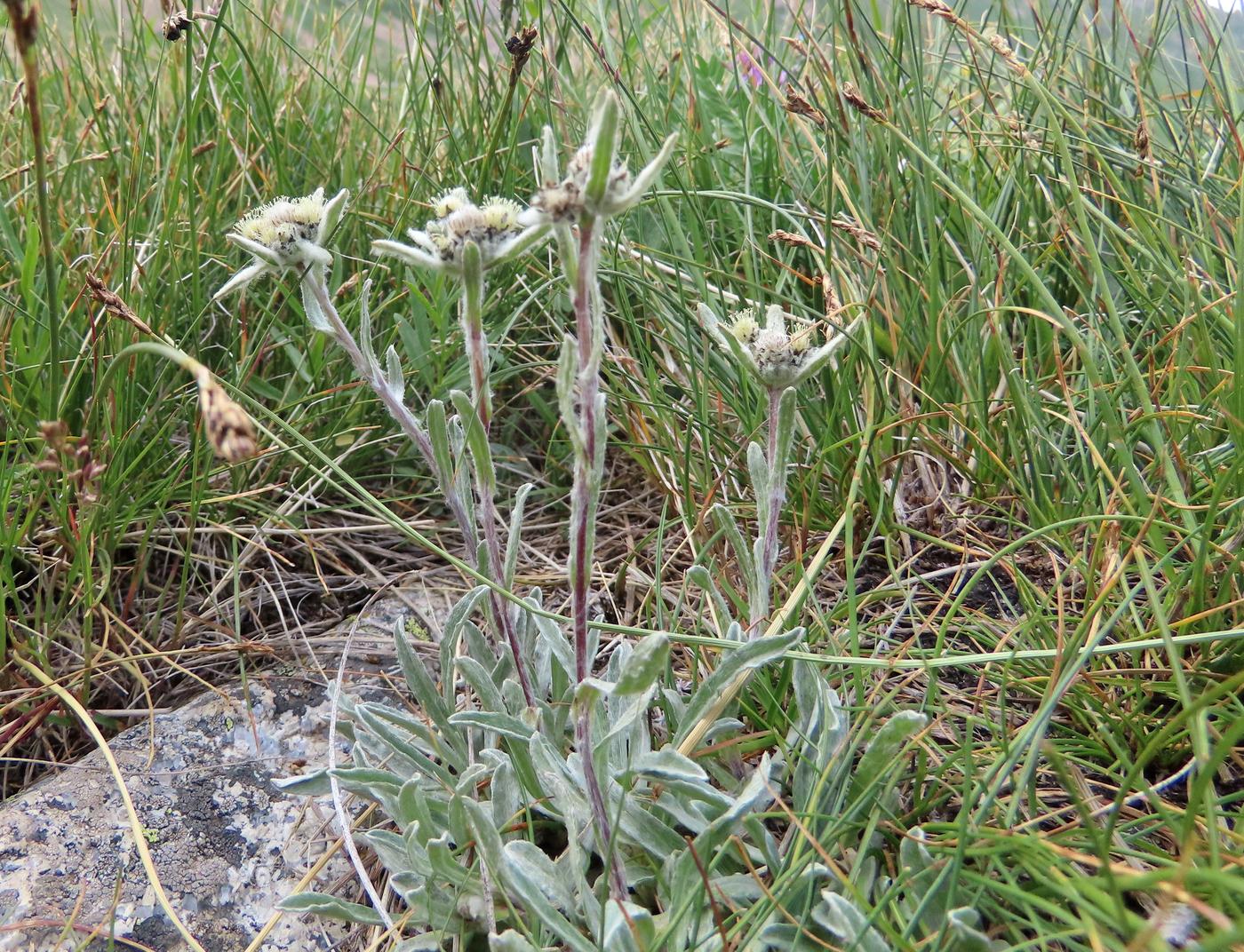 Изображение особи Leontopodium ochroleucum.