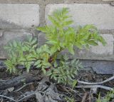 Archangelica officinalis