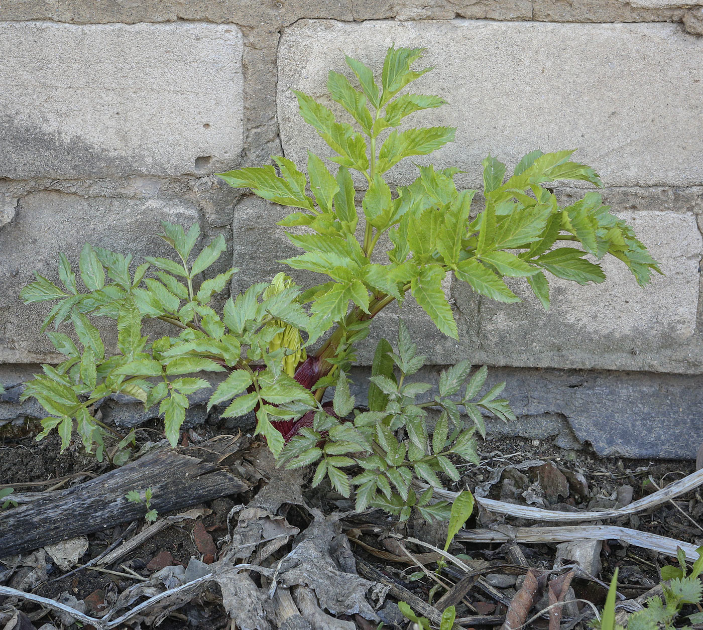 Image of Archangelica officinalis specimen.
