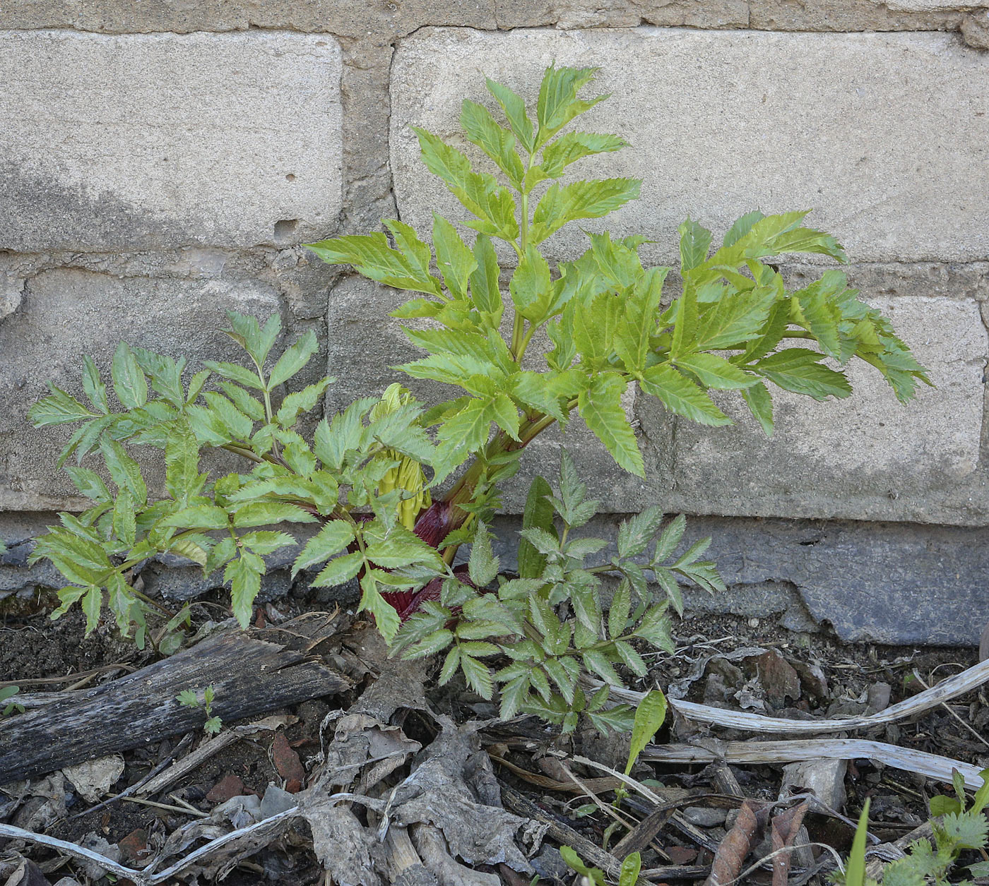 Изображение особи Archangelica officinalis.