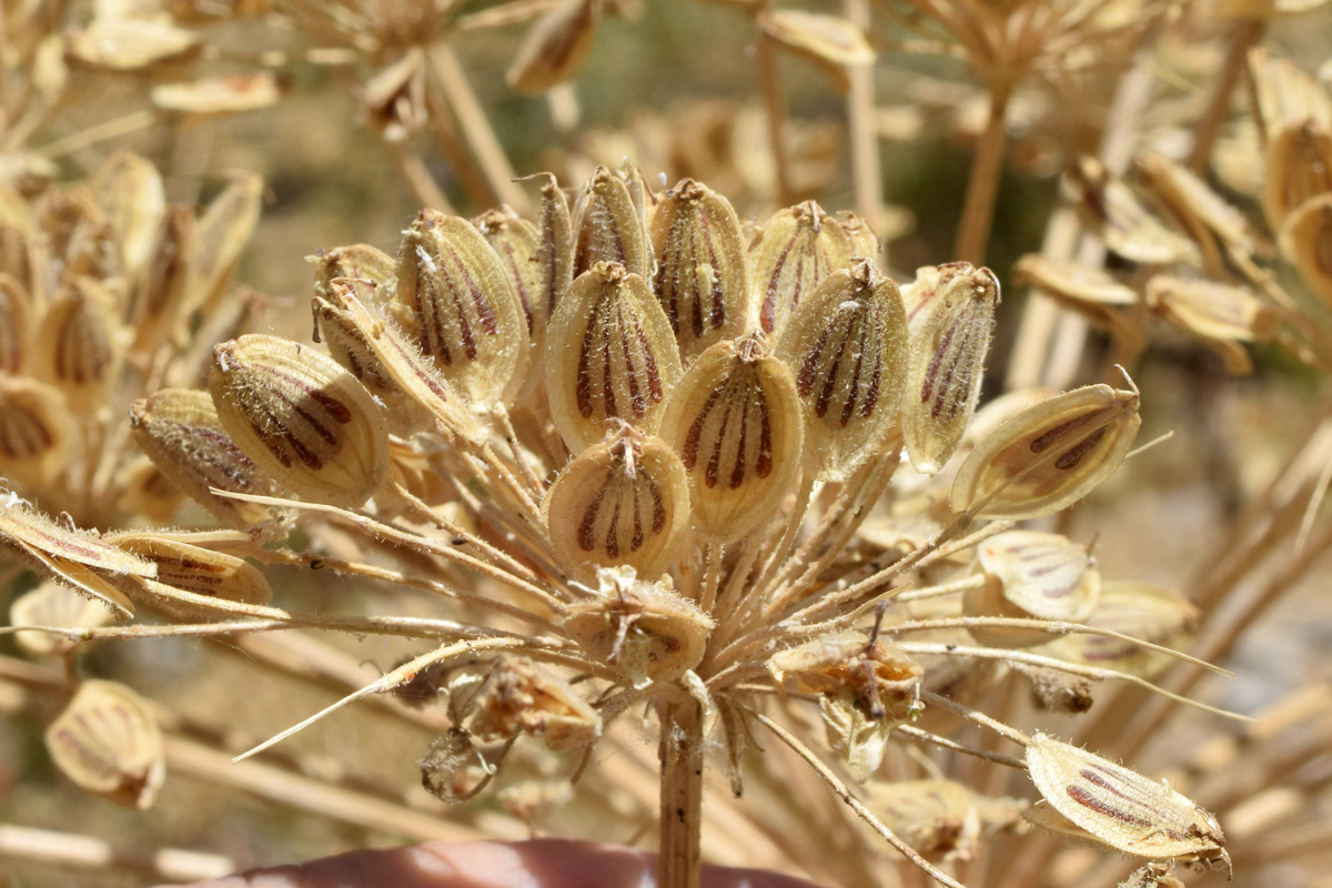 Image of Heracleum lehmannianum specimen.