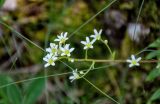 Saxifraga paniculata. Соцветие. Сербия, плоскогорье Равна Тара, опушка смешанного леса, каменистый участок склона. 08.07.2019.