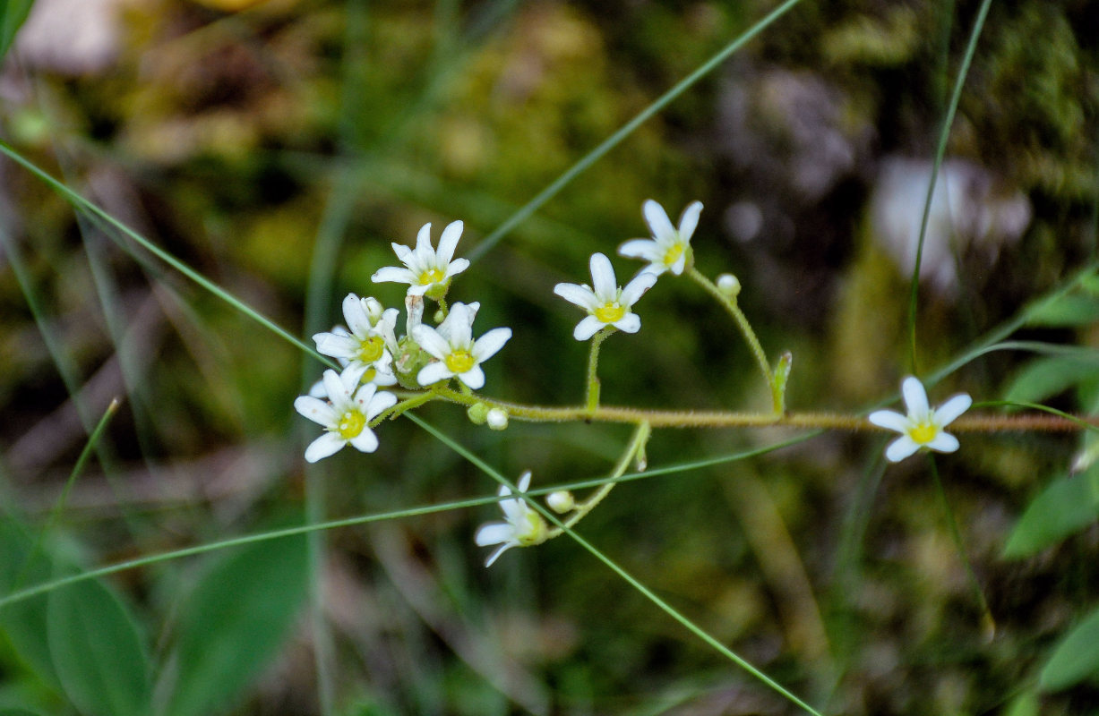 Image of Saxifraga paniculata specimen.