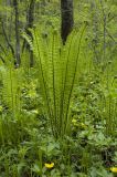 Matteuccia struthiopteris. Разворачивающиеся стерильные вайи. Приморский край, Хасанский р-н, заповедник \"Кедровая падь\". 15.05.2007.