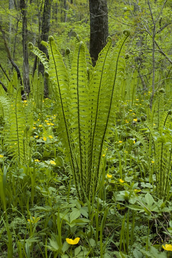 Изображение особи Matteuccia struthiopteris.