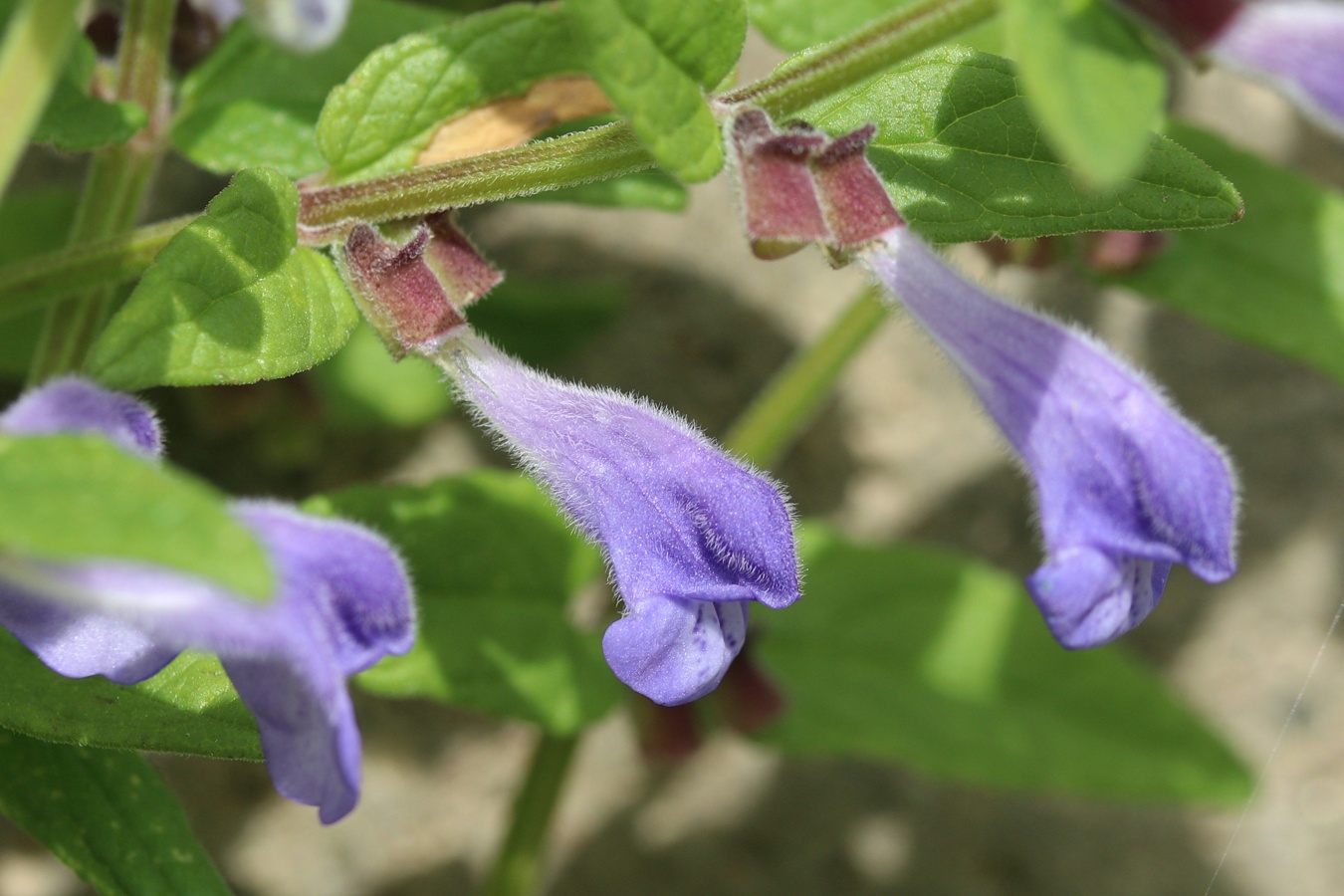 Изображение особи Scutellaria galericulata.