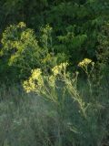 Senecio jacobaea