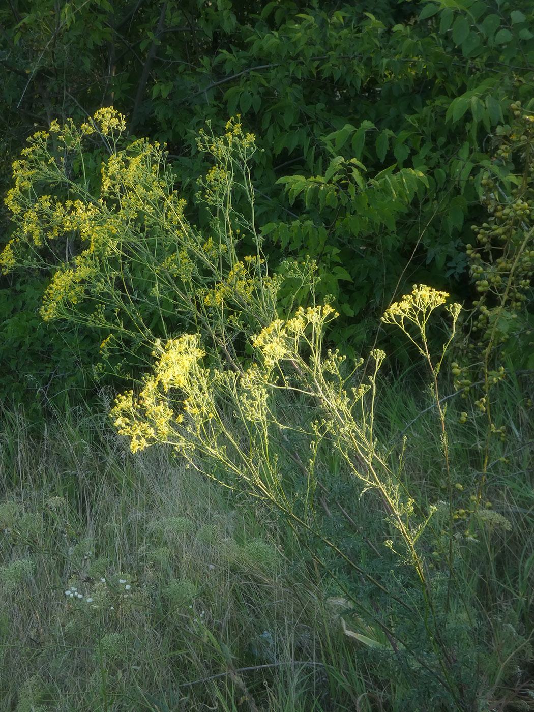 Изображение особи Senecio jacobaea.