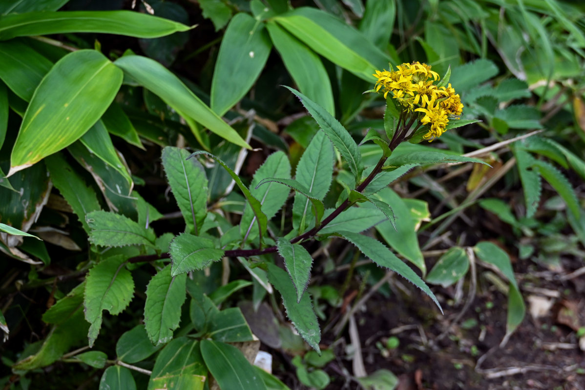 Изображение особи Senecio nemorensis.