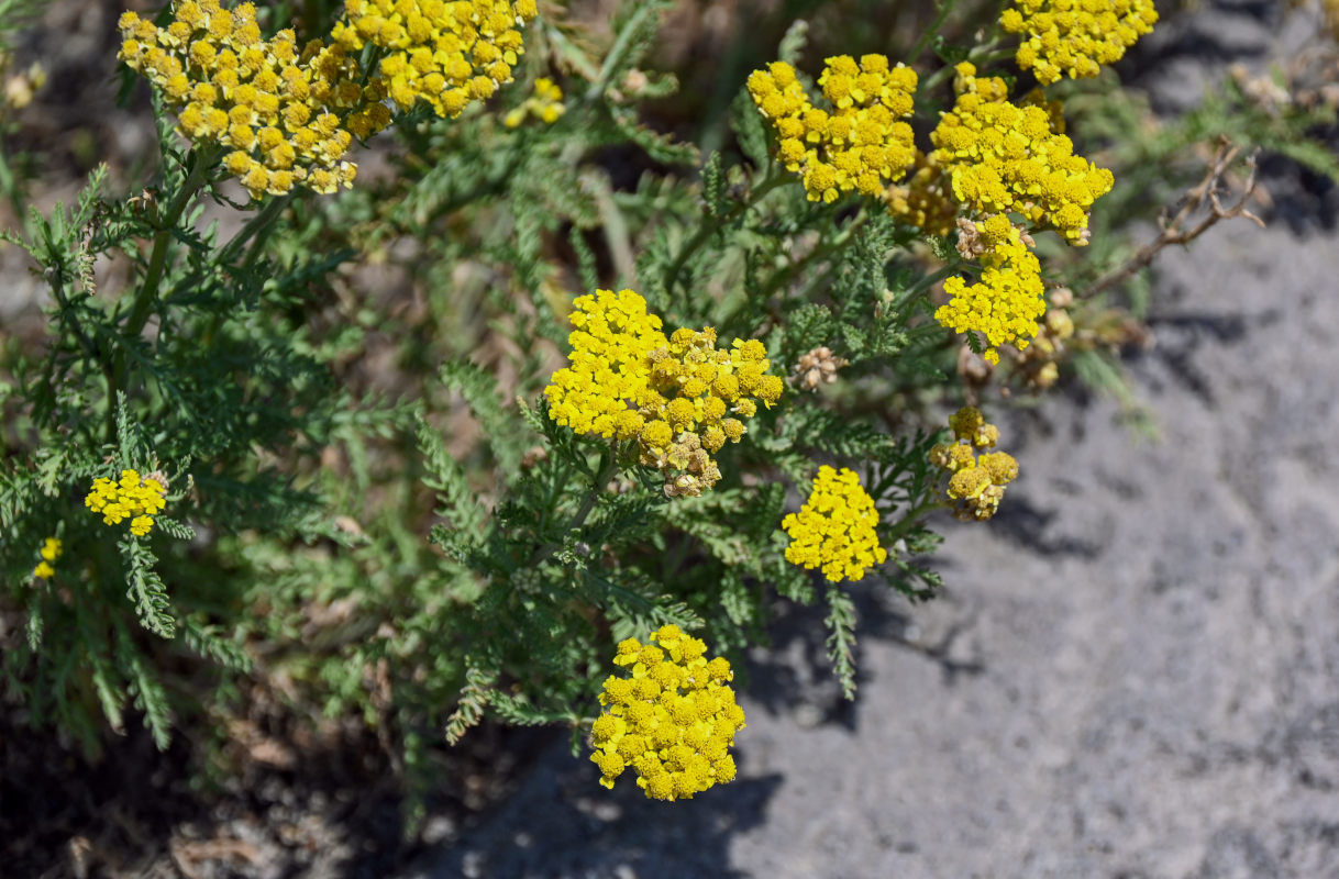 Image of Achillea arabica specimen.