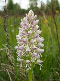 Orchis militaris. Соцветие. Ульяновская обл., Новомалыклинский р-н, окр. с. Стар. Бесовка, долина р. Б. Черемшан, местами заболоченный поросший ивняком луг. 20.05.2023.