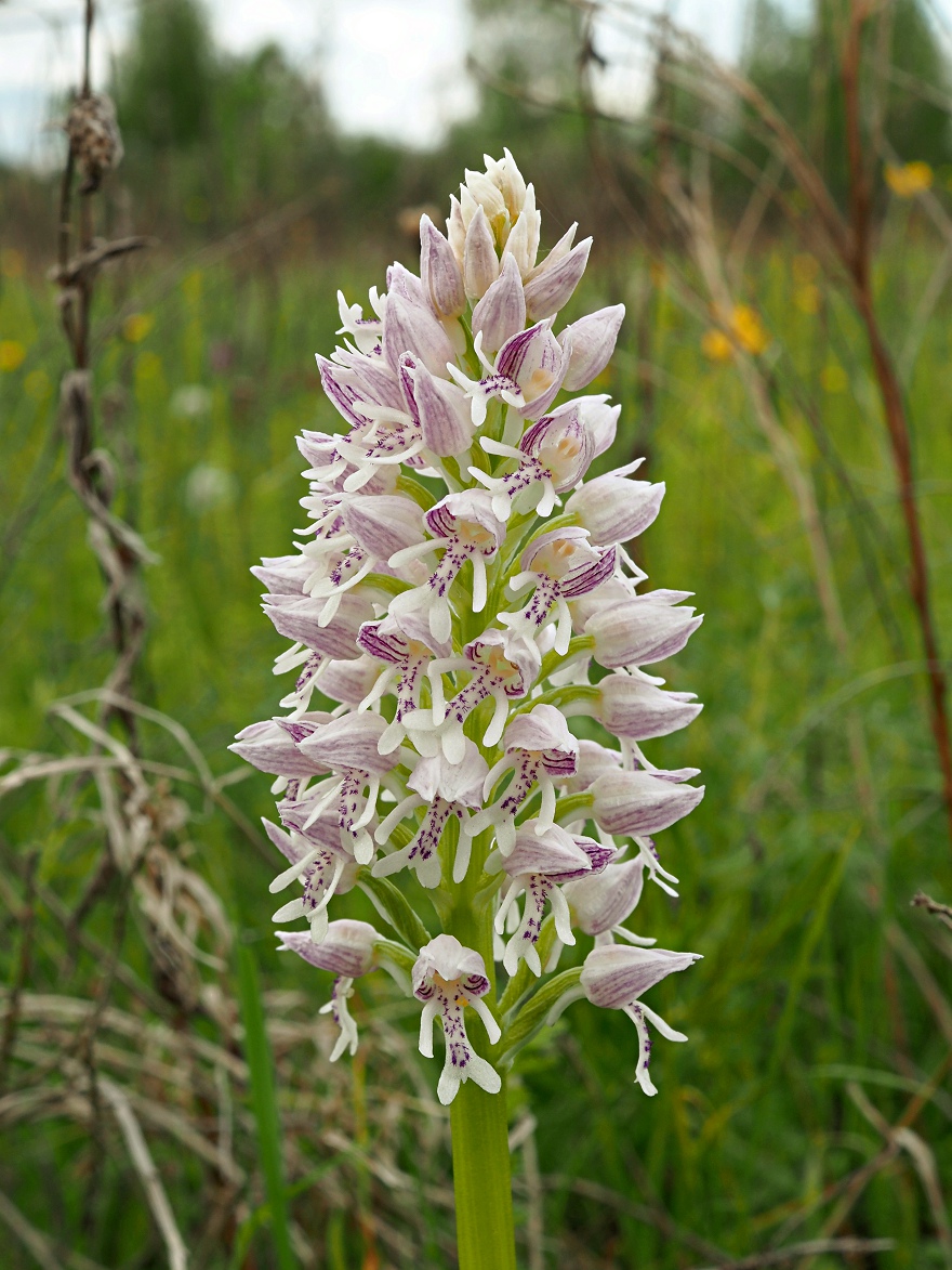 Изображение особи Orchis militaris.