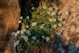 Lobularia maritima