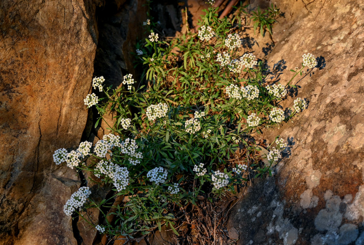 Image of Lobularia maritima specimen.