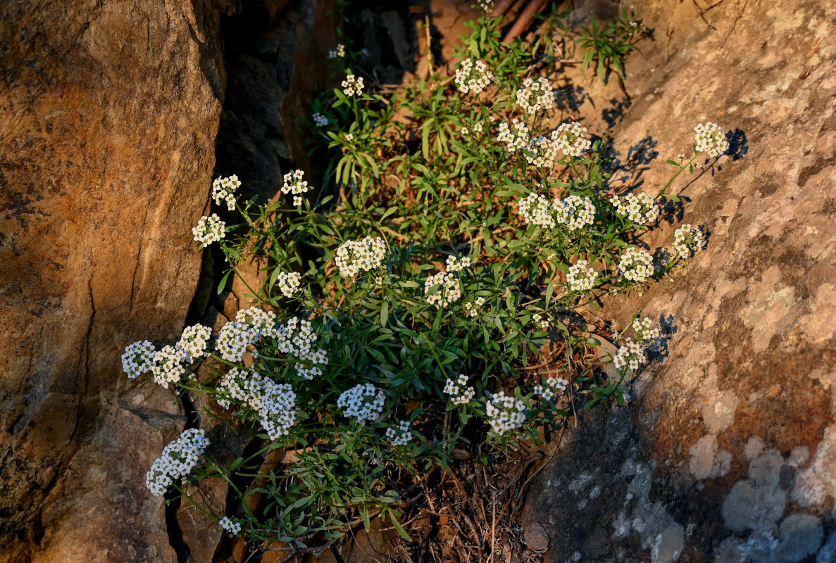 Изображение особи Lobularia maritima.