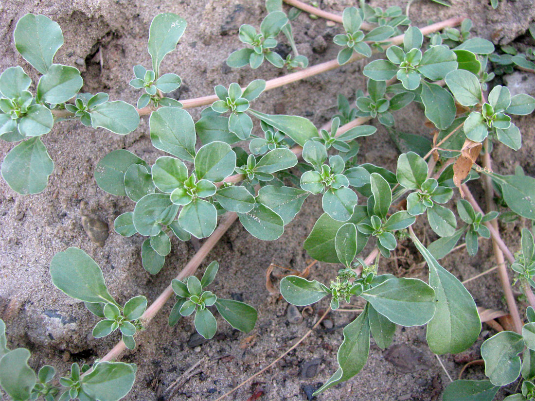 Image of Amaranthus blitoides specimen.