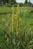 Verbascum nigrum