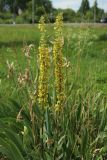 Verbascum nigrum. Верхушки цветущих побегов среди листьев культивируемых Iris и побегов сорничающих злаков. Псковская обл., г. Остров, 336-й км автодороги Р-23 «Псков», АЗС «Сургутнефтегаз», цветник. 26.06.2023.