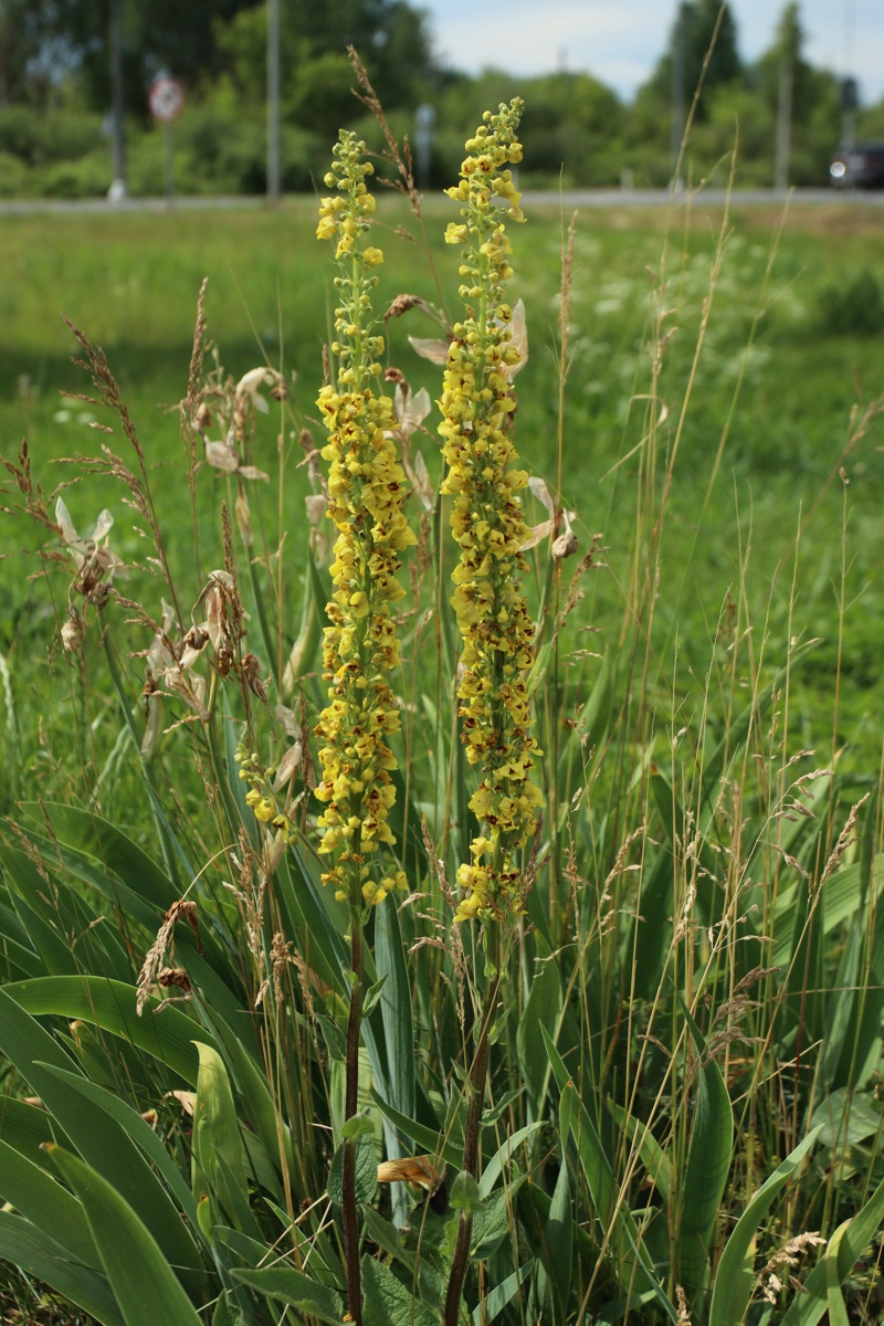 Image of Verbascum nigrum specimen.