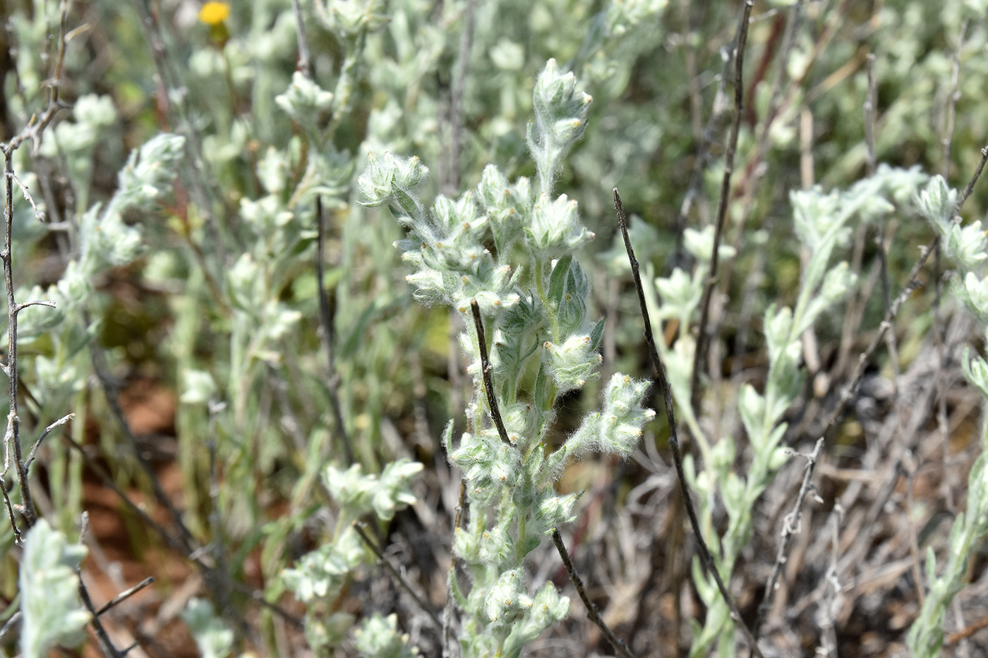 Image of Filago arvensis specimen.